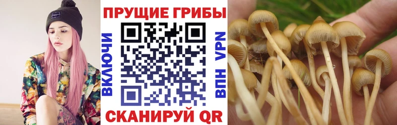 Купить закладки  Малоархангельск  Галлюциногенные грибы Cubensis 